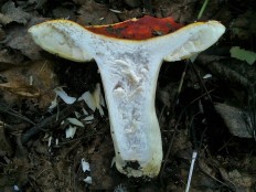 Сыроежка золотистая (Russula aurea)