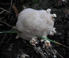 Траметес горбатый (Trametes gibbosa)