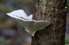 Траметес горбатый (Trametes gibbosa)