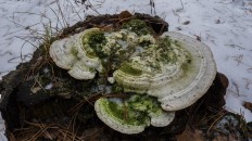 Траметес горбатый (Trametes gibbosa)