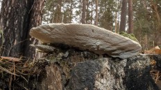 Траметес горбатый (Trametes gibbosa)