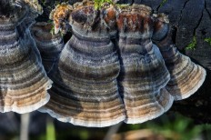 Траметес разноцветный (Trametes versicolor)