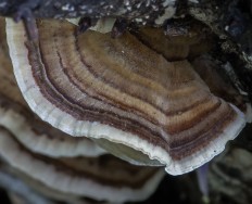 Траметес разноцветный (Trametes versicolor)