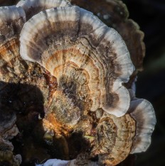 Траметес разноцветный (Trametes versicolor)