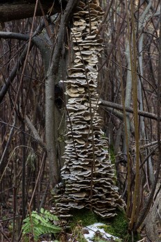 Траметес разноцветный (Trametes versicolor)