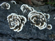 Траметес разноцветный (Trametes versicolor)