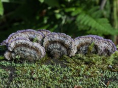 Трихаптум буро-фиолетовый (Trichaptum fuscoviolaceum)