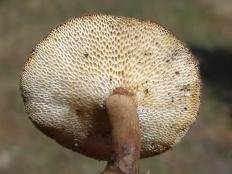 Трутовик клубненосный (Polyporus tuberaster)