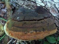 Трутовик дубовый (Fomitiporia robusta)