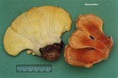 Трутовик серно-жёлтый (Laetiporus sulphureus)