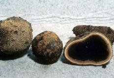Трюфель олений (Elaphomyces granulatus)