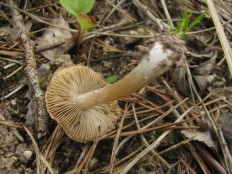 Волоконница коническая (Inocybe rimosa)