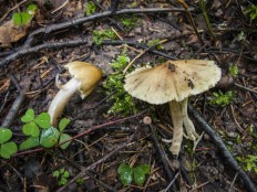 Волоконница коническая (Inocybe rimosa)