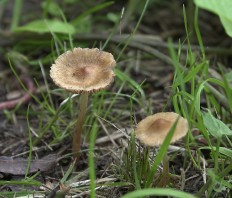 Волоконница коническая (Inocybe rimosa)