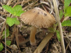 Волоконница трещиноватая (Inocybe rimosa)