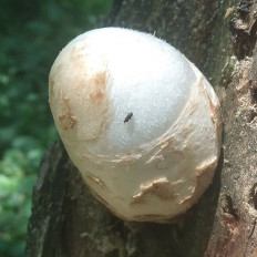 Вольвариелла шелковистая (Volvariella bombycina)