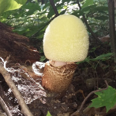 Вольвариелла шелковистая (Volvariella bombycina)