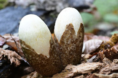 Вольвариелла шелковистая (Volvariella bombycina)