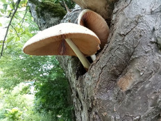 Вольвариелла шелковистая (Volvariella bombycina)