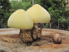 Вольвариелла шелковистая (Volvariella bombycina)