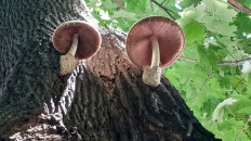 Вольвариелла шелковистая (Volvariella bombycina)