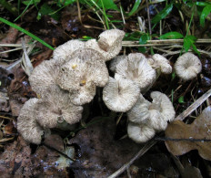 Вороночник извилистый (Craterellus undulatus)