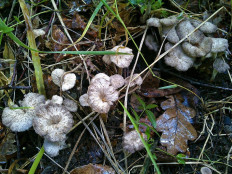 Вороночник извилистый (Craterellus undulatus)