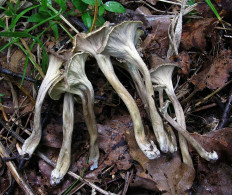 Вороночник извилистый (Craterellus undulatus)