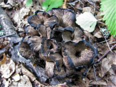 Вороночник извилистый (Craterellus undulatus)