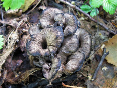 Вороночник извилистый (Craterellus undulatus)