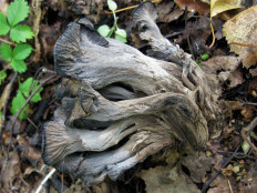 Вороночник извилистый (Craterellus undulatus)