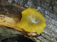Вёшенка лимонная (Pleurotus citrinopileatus)