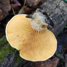 Вёшенка оранжевая (Phyllotopsis nidulans)