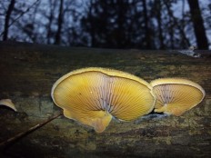 Вёшенка оранжевая (Phyllotopsis nidulans)