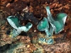 Хлороцибория сине-зеленая (Chlorociboria aeruginosa)