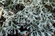 Ягель (Cladonia rangiferina)