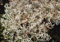 Ягель (Cladonia rangiferina)