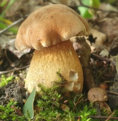 Ложный белый гриб (Tylopilus felleus)