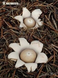 Звездовик бахромчатый (Geastrum fimbriatum)