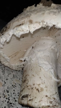 Amanita strobiliformis - Мухомор шишковидный