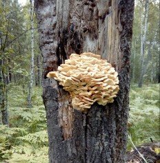 Климакодон северный