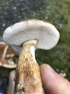 Tylopilus felleus - Ложный белый гриб