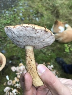 Tylopilus felleus - Ложный белый гриб