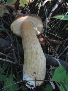 Белый гриб дубовый (Боровик сетчатый)