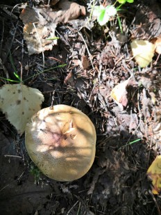 Tricholoma frondosae - Рядовка лиственная
