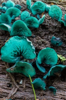 Chlorociboria aeruginascens - Хлороцибория сине-зеленоватая
