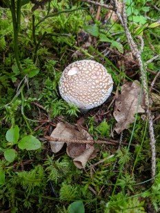 Мухомор серо-розовый