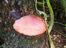 Pholiota polychroa - Чешуйчатка многоцветная