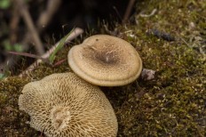 Lentinus arcularius - Трутовик ямчатый