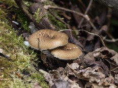 Lentinus arcularius - Трутовик ямчатый